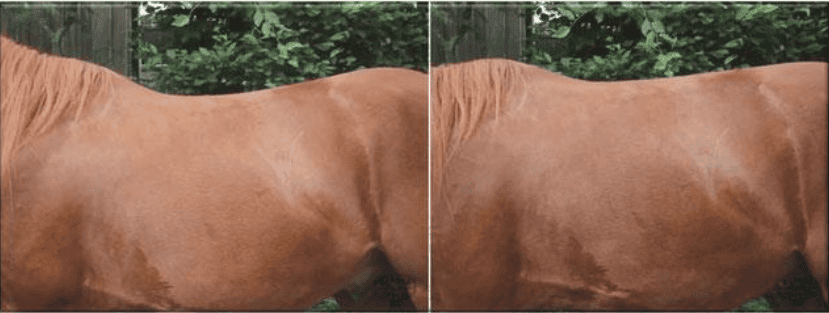 Bild1 Bild von Pferderücken